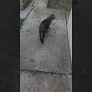 An Elegant Tabby Cat Walking Shorts
