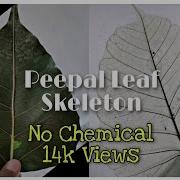 Peepal Leaf Skeleton Process No Chemical Natural Leaf Net Process Transperant Leaf Process Leaf