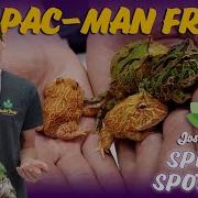 Pac Man Frog Species Spotlight So Many Colors