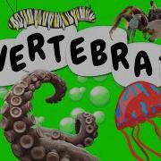 Invertebrate Animals Educational Videos For Children HappyLearningENG