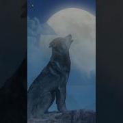 Wolf Sounds Wolves Howling At Moon