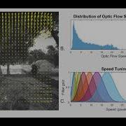 Dynamic Efficient Sensory Encoding Movie 2 Optic Flow And Dynamic Attunement