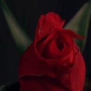 TF105 Time Lapse Flower FREE FOOTAGE