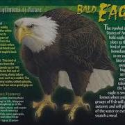 Bald Eagle Sound Effects