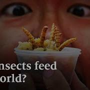 Скоро ли вы будете есть насекомых