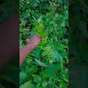 Fiddlehead Wild Veggie Shorts
