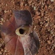 Frilled Neck Lizard Attacks Man In Outback Australia