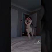 Smile Dog Short