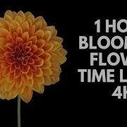 4K Blooming Flowers Time Lapse For Relaxation Soft Piano Music