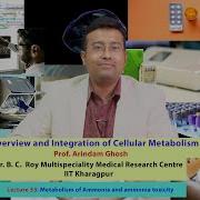 Lecture 33 Metabolism Of Ammonia And Ammonia Toxicity