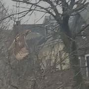 Fearless Miracle Hawk Flight Visualizer Broken Instrumental Iyeoka