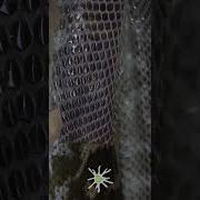 Python Shedding Close Up Shorts