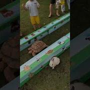 Rabbit Vs Turtle Race Hare And Tortoise Rabbit Funny Turtle Rabbit Tortise Funnymoment