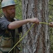 Tree Tips Basic Forest Inventory
