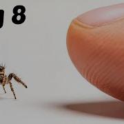 The Process Of Making Friends With A Tiny Spider