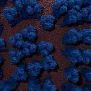 Researchers Tackle The Flu With Breakthrough Virus Simulations