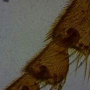 Honeybee Worker Leg Composite Under The Microscope