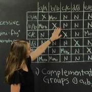 Complementation Part II MIT 7 01SC Fundamentals Of Biology