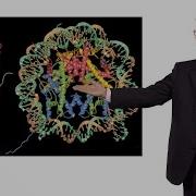 Taekjip Ha Johns Hopkins HHMI 2 Combining FRET And Optical Trap To Study The Nucleosome
