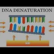 DNA Sequencing The Chain Termination Method Sanger Method