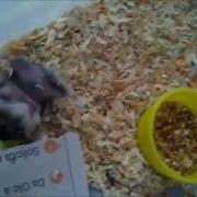 HAMSTER EAR RAPE