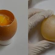 Strange Organ Inside The Egg Egg Dissection
