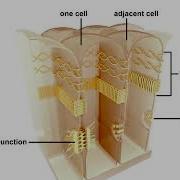 Animal Cell Junctions Animation