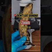 Banana Under Microscope Banana Zoom Microscope Zoom Banana