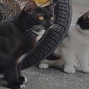 CATS Totally Bonkers And Wildly Hilarious