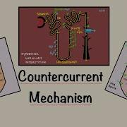 Countercurrent Mechanism Loop Of Henle Concentration Of Urine Renal Physiology