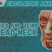 Circulatory System Arteries Veins Of The Head Neck Head Model