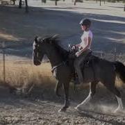 Tennessee Walking Horse Flat Walk Running Walk Rack Canter Slow Motion Natural Gait