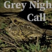Call Of Indian Grey Nightjar Canon 5D M Iv