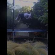 Trampoline Physics