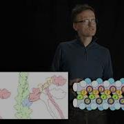Lecture 07 Concept 05 Coiled Coil Helices Form Extended Structures E G Myosin In Muscles