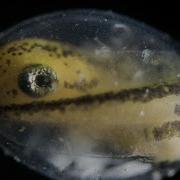 See A Salamander Grow From A Single Cell In This Incredible Time Lapse Short Film Showcase