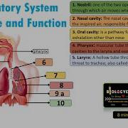 Human Respiratory System Structure And Function