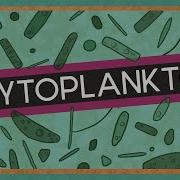 Microscopic Life In A Drop Of Water Phytoplankton Amazing Animals SciShow Kids