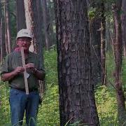Измерение высоты дерева с помощью линейки