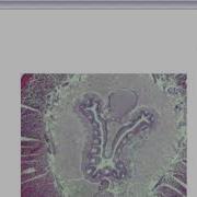 MS HS Microscope Software Getting Started