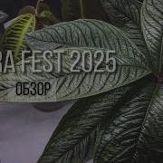 FLORA FEST ОБЗОР ФЕСТИВАЛЯ ОСЕНЬ 2025