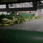 Lily Harvest System Processes Lilies At The Alland Nursery Bercomex