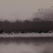 Red Billed Quelea Flocks At Dawn