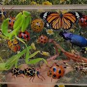 Bug Hunting Garden Insect Collecting Butterfly Mantis Ladybug Elephant Beetle Stink Bug