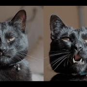 Shelter Writes Brutally Honest Adoption Memo For Their Utter Bastard Of A Cat