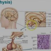 Human Anatomy Lecture Ch 17 Endocrine System Pt 1