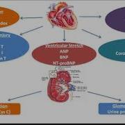 Machine Learning Enhanced Clinical Diagnostic Solutions For Diabetic Kidney Disease