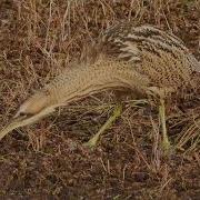 Eurasian Bittern Great Bittern Botaurus Stellaris Catching Fish