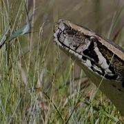 Python Crossing Dirt Road 06 Time Lapse Dangerous Animals In Florida