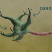 How A Synapse Works
